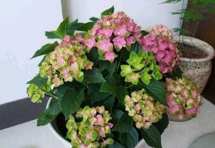 扦插绣球花,技巧有三个,顺利成活,变成绣球花大户