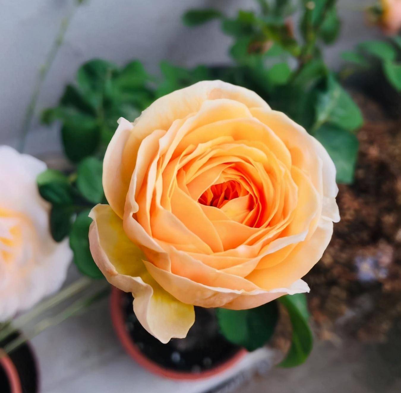 月季"切花朱丽叶"这样养,开花又美又仙,耐热耐寒花期长