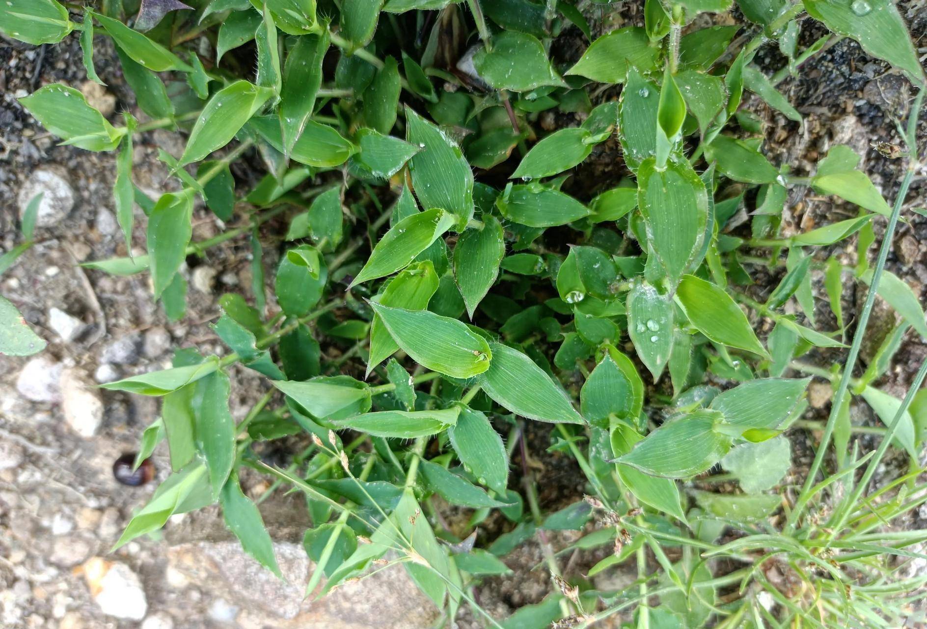 形似竹叶,古人称其为"帝王草",如今价值却很多人都不知道_的作用_野草