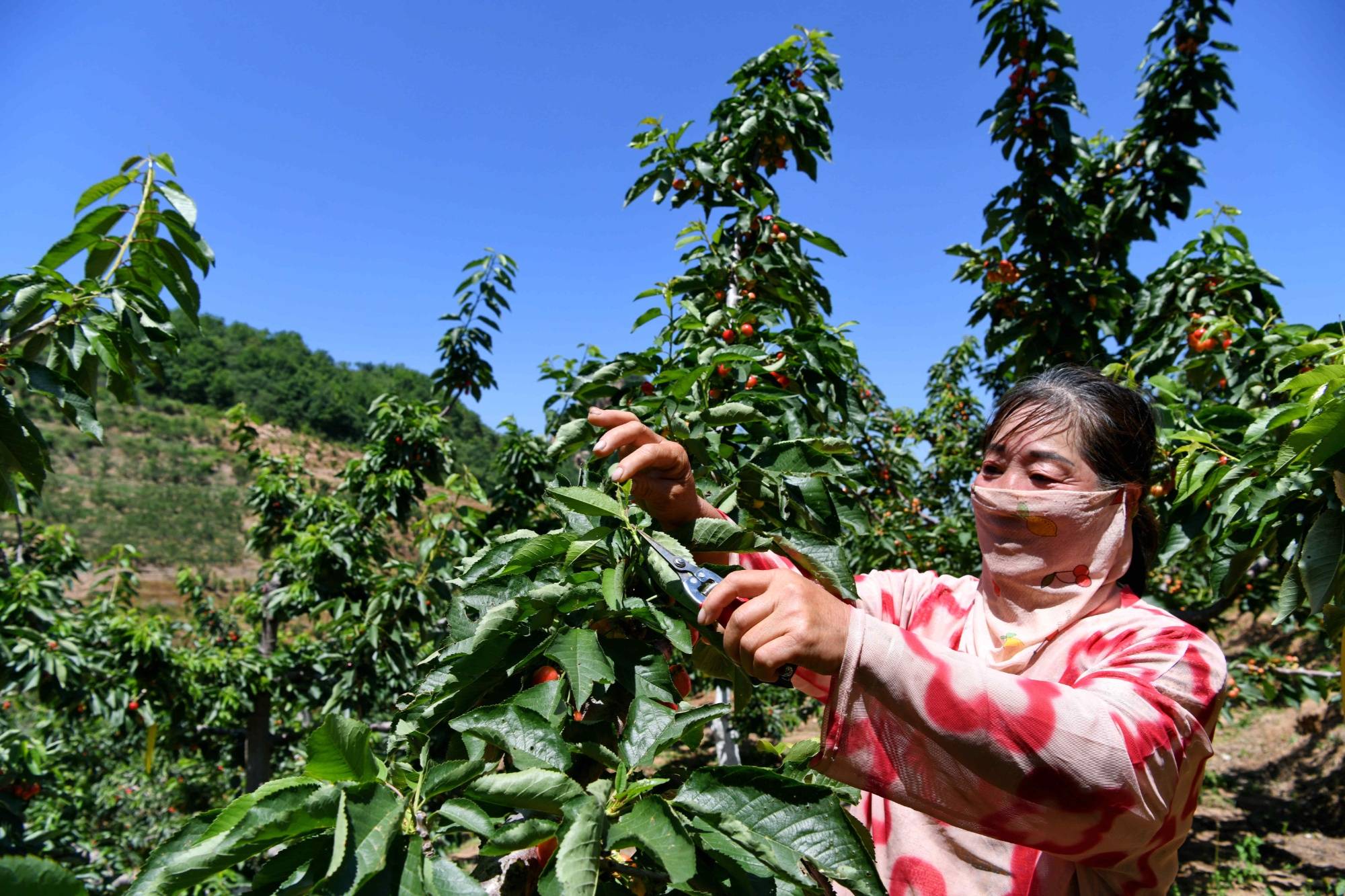 河北宽城:樱桃红 采摘乐