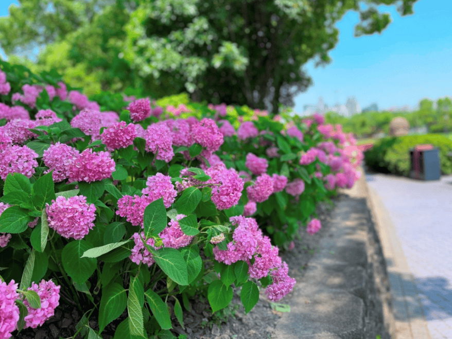 夏天公园里的花图片