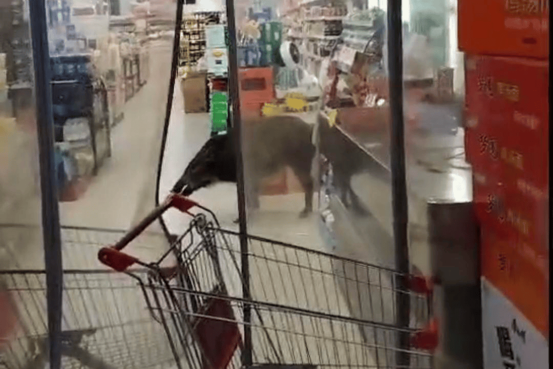 陕西一野猪冲进超市 当地警方 已击毙做无害化处理