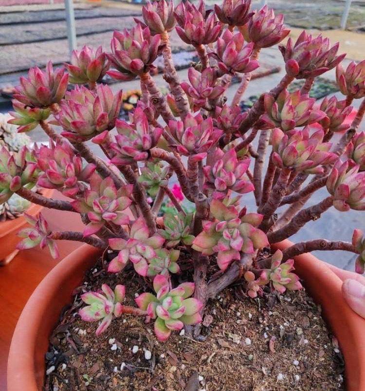 1种"多肉"长得快,小苗变老桩,秋天红似火,满满一大盆