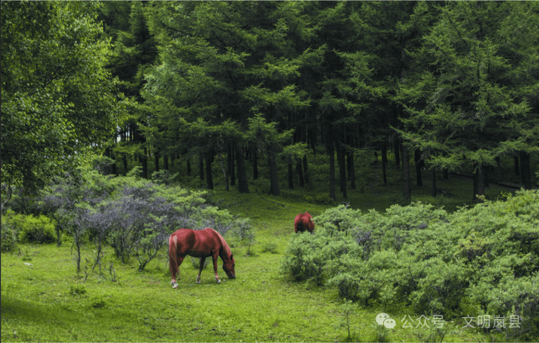 【大美岚县】饮马池掠影