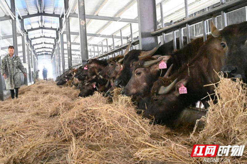 "新"说③丨一场因水牛保种而兴的绿色种养循环产业_技术_养殖_滨湖