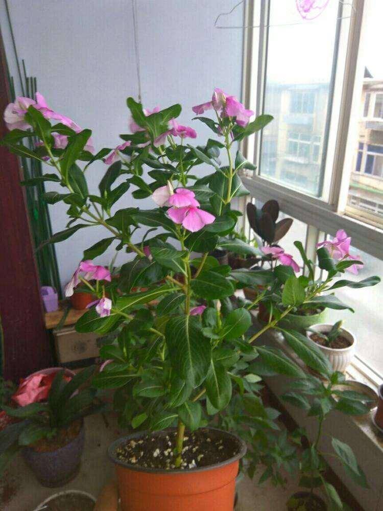 冬天怎么养四季梅?注意保暖,浇水,光照,四季都开花,枝繁叶茂