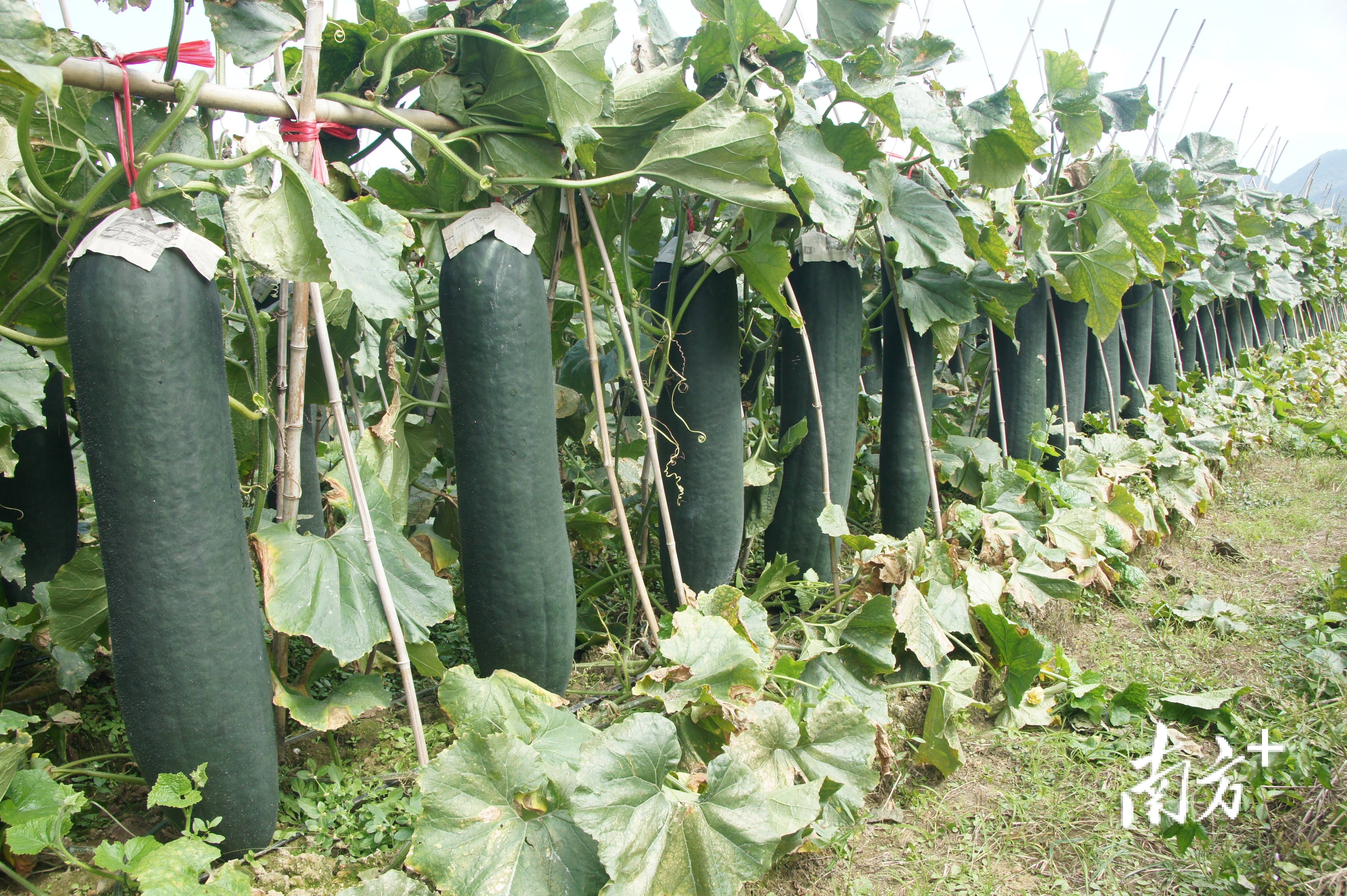 解读"铁柱2号"冬瓜背后的科技密码