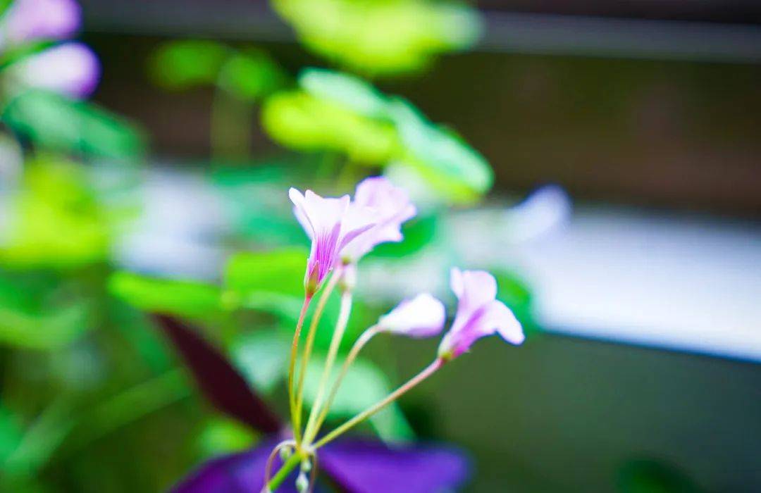 揭榜!南农研究生宿舍"星"梦想