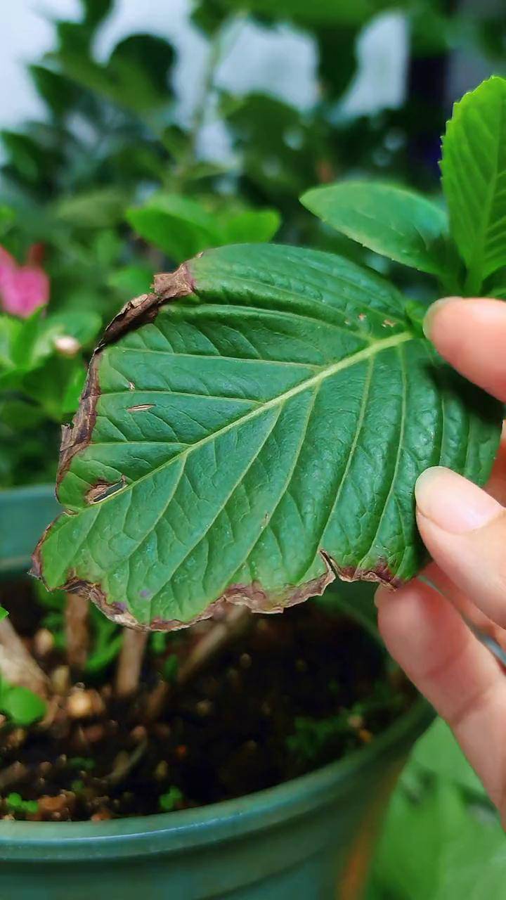 绣球花新芽黑化枯死图片