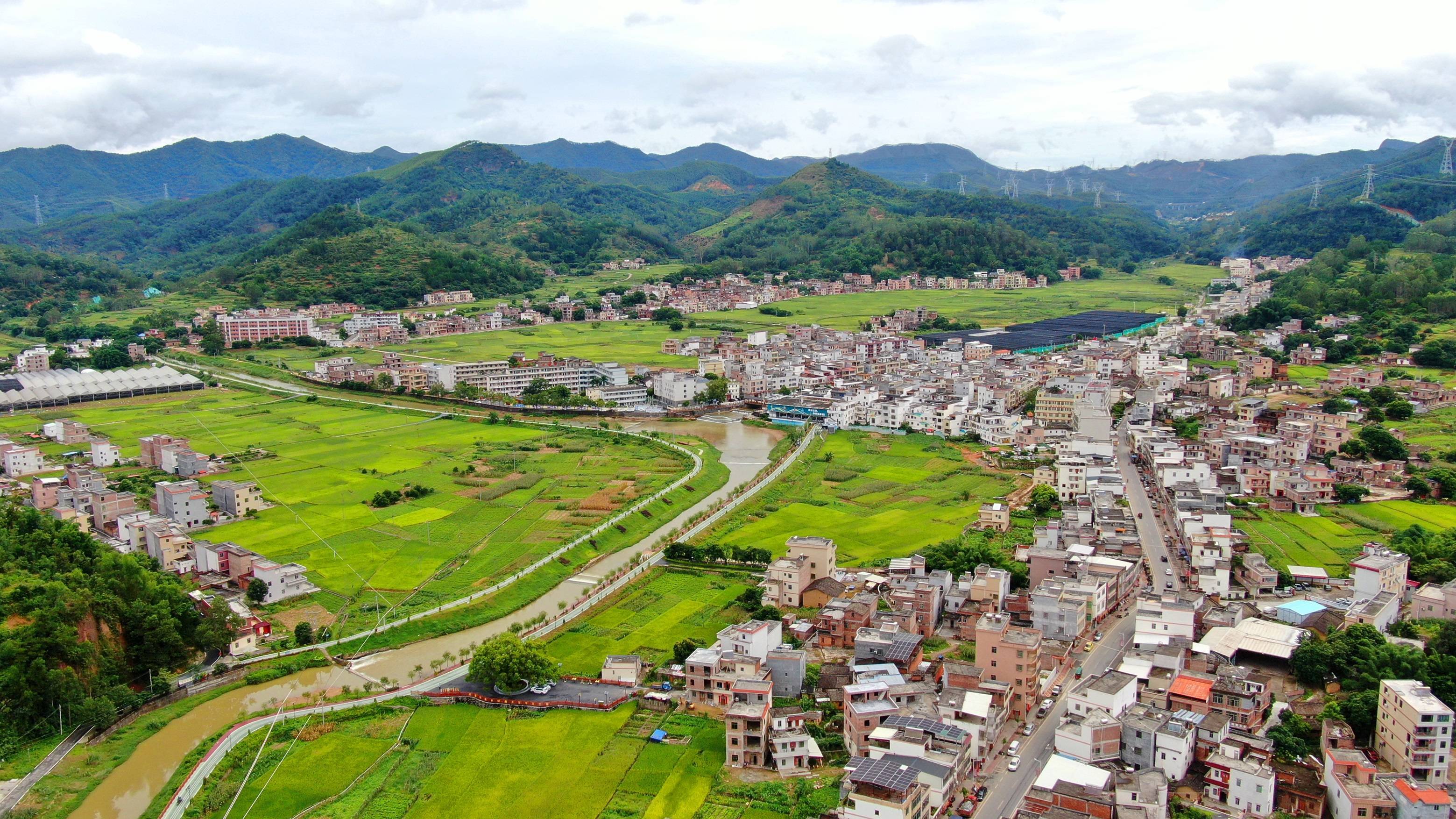 云浮云安高村镇:早稻长势喜人 丰产丰收在望