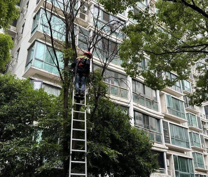 小区绿化什么时间修剪(小区绿化一般什么季节施工)