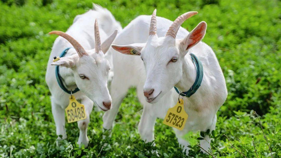 "领头羊"盛健羊乳,到底做对了什么?