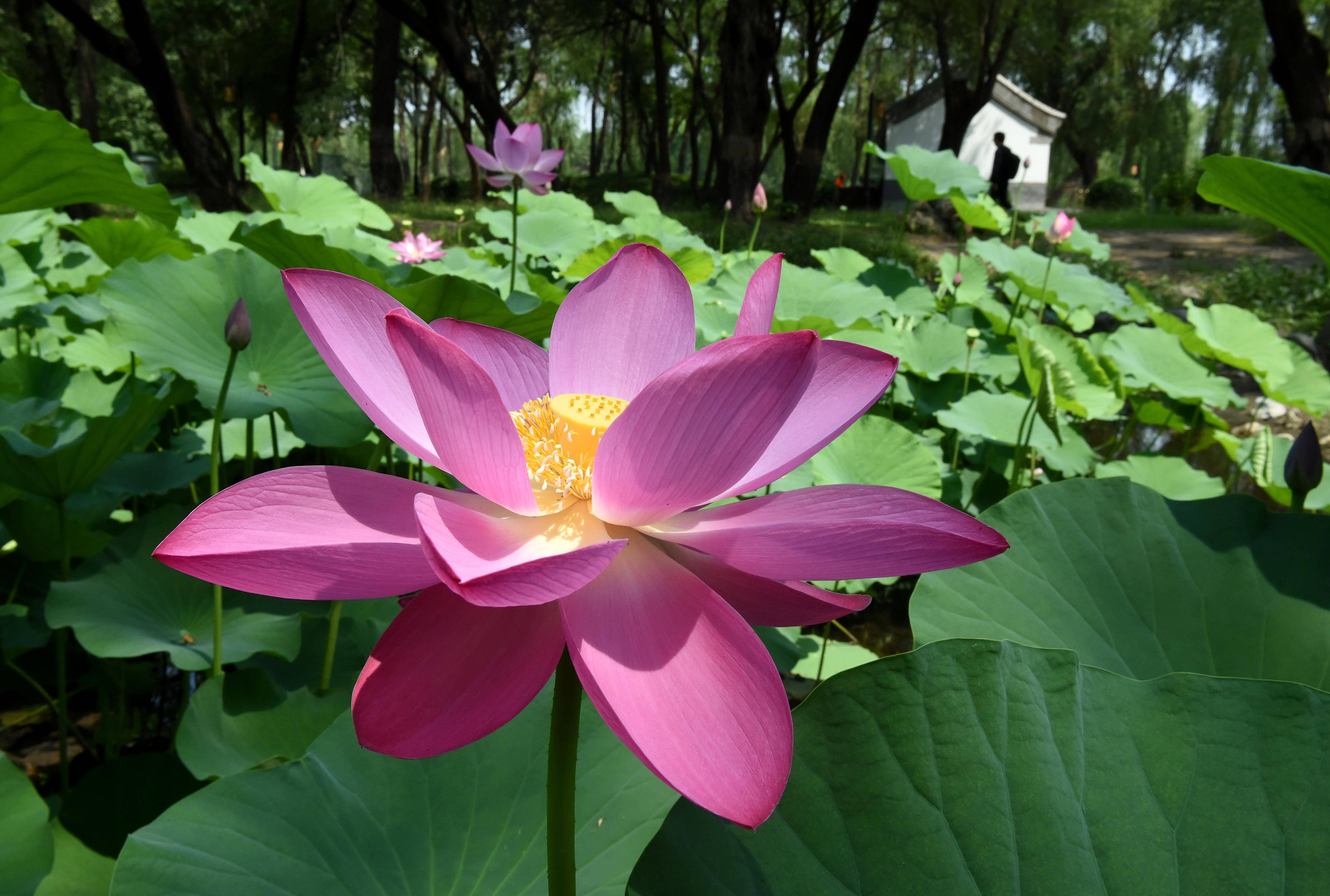 圆明园第二十九届荷花节开幕