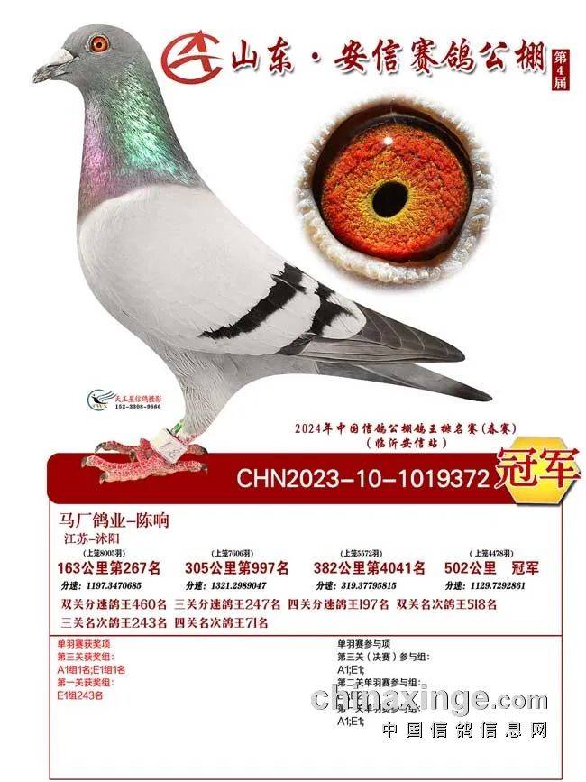 第二关382公里94名,第三关502公里决赛7名,赢得双关,三关分速鸽王冠军