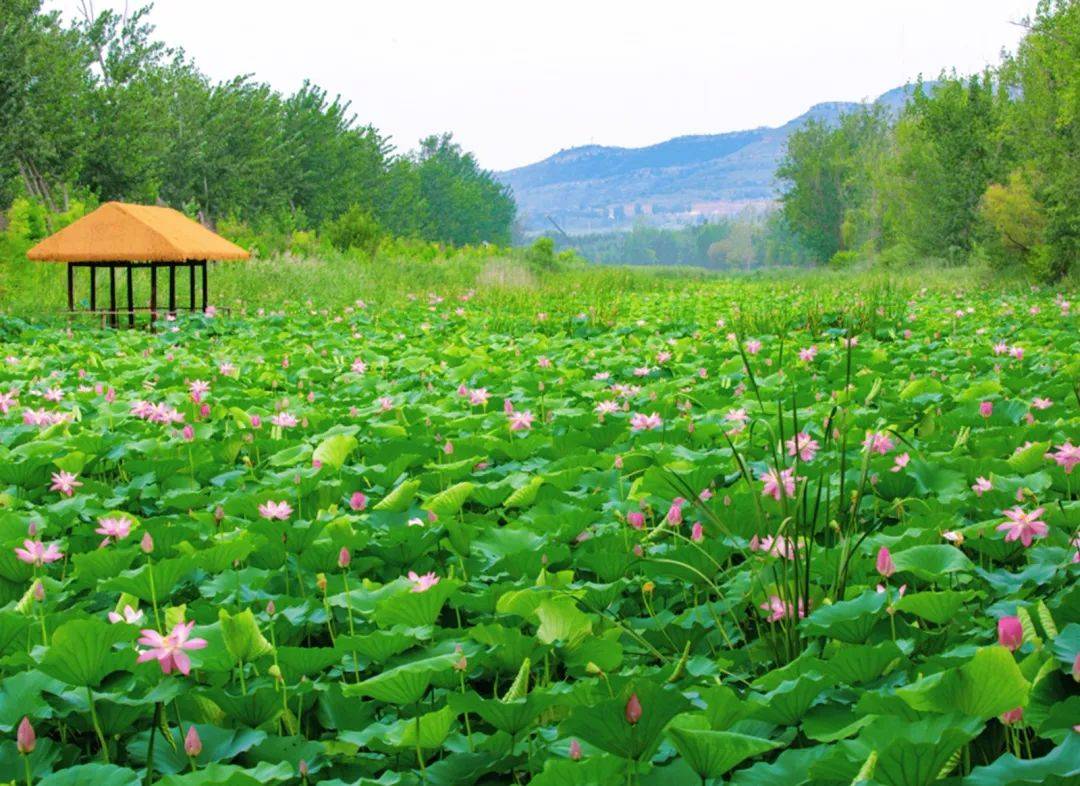 滕州微山湖湿地红荷景区：中国荷都，如诗如画的旅游胜地