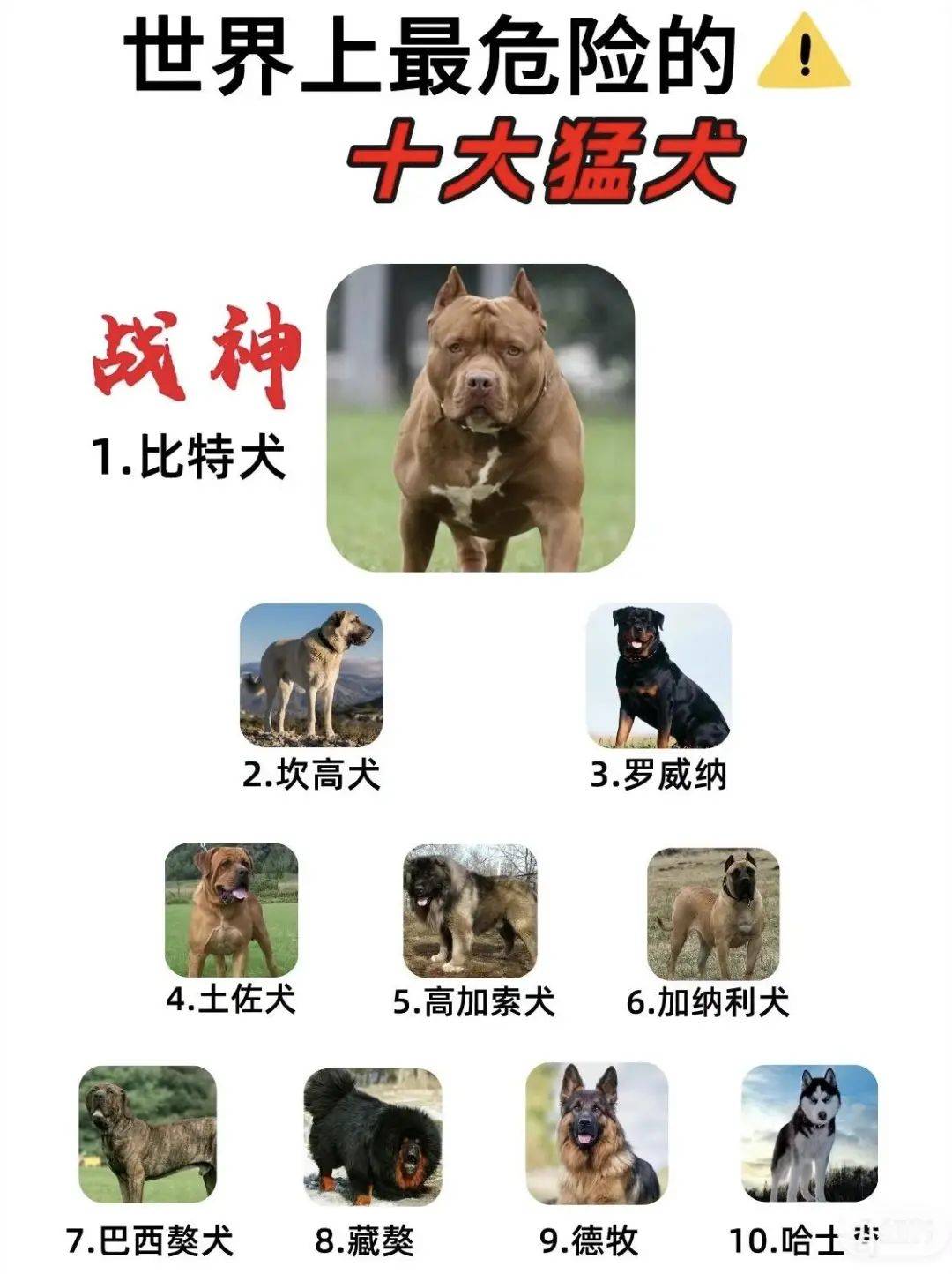 烈性犬排名图片