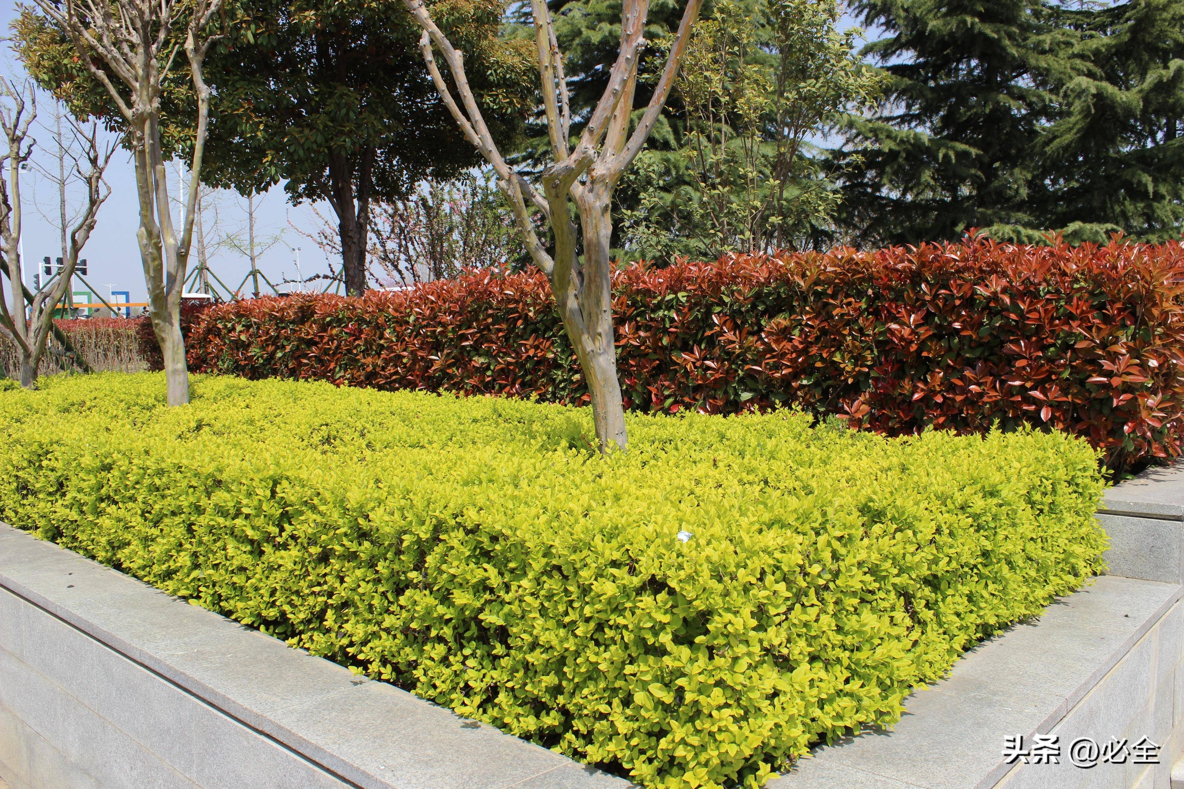 城市环岛景观设计绿化合理布置分析