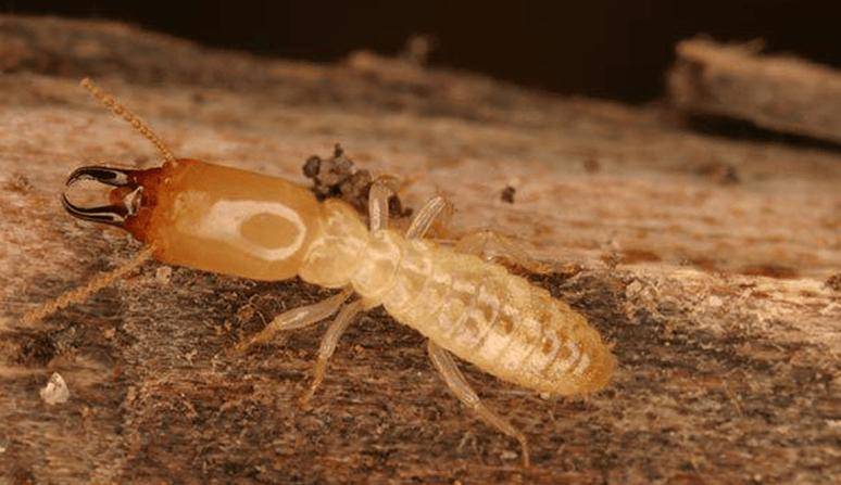 上海六月"下大雪",遇到白蚁大军该如何自救?