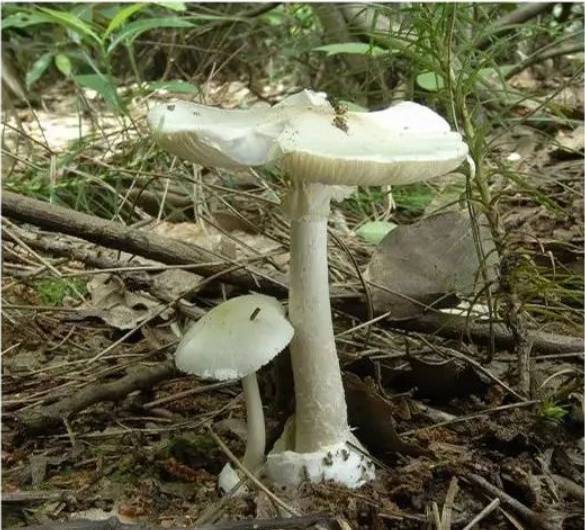 肉眼难辨!这三种最容易混淆的常见蘑菇,认错易中毒
