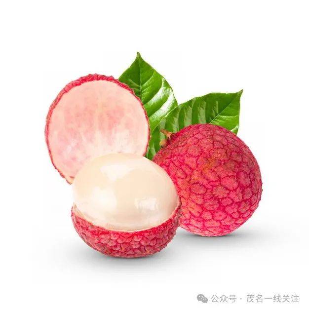 电白"凤鸡头"荔枝品种,总产量达到10万斤!