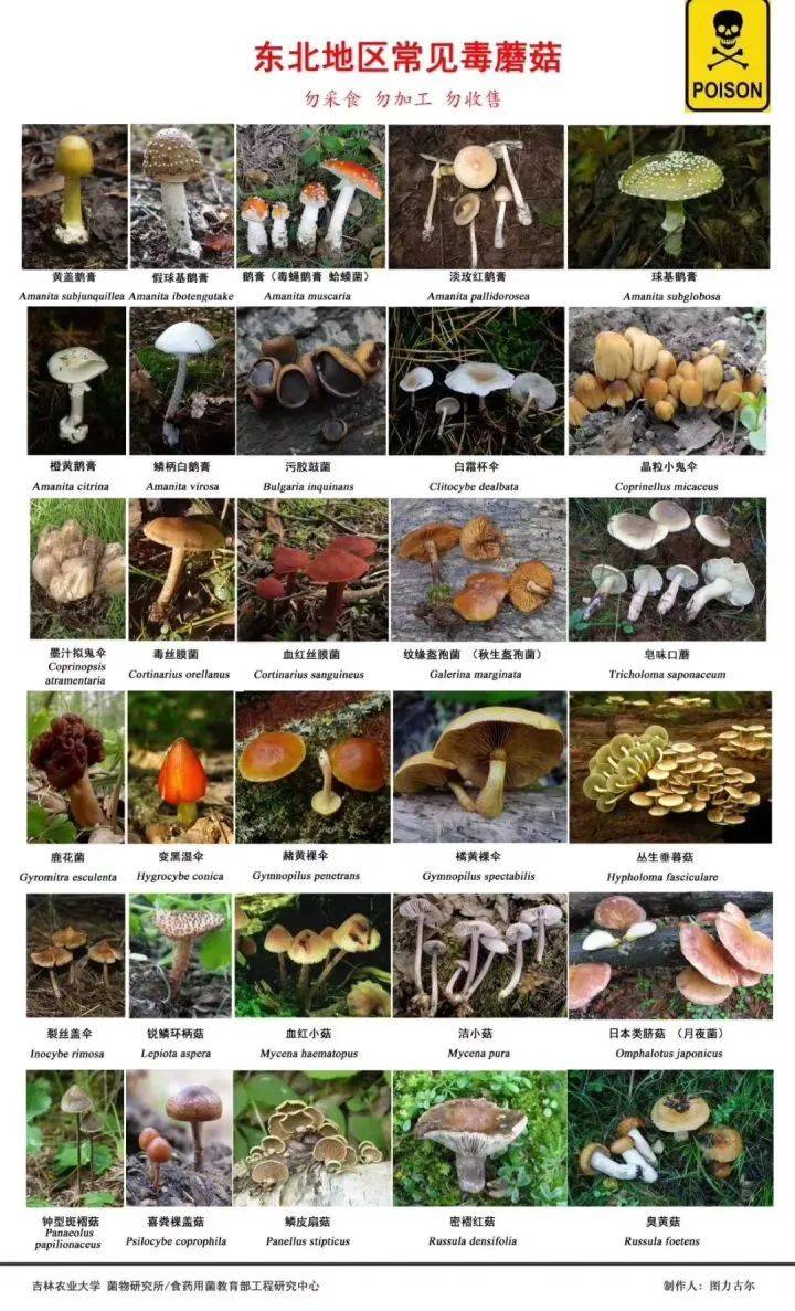 健康科普 | 贵州常见的食用野生菌和致命毒蘑菇