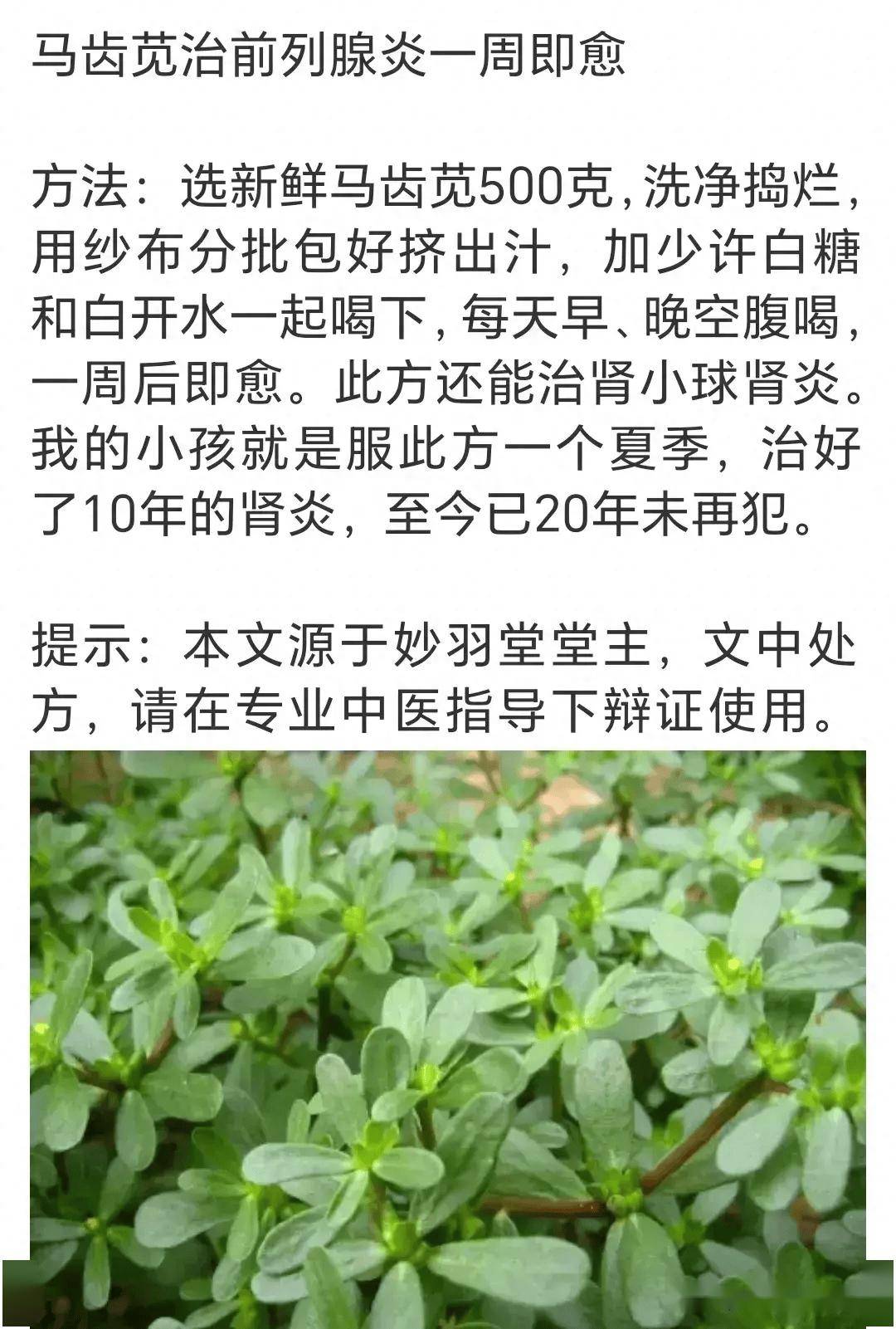 小偏方大疗效:马齿苋茶,前列腺炎一周去无踪