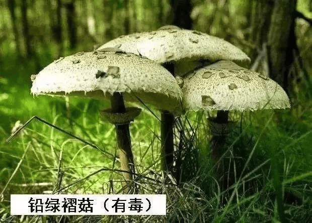 健康科普 珍爱生命 远离毒蘑菇