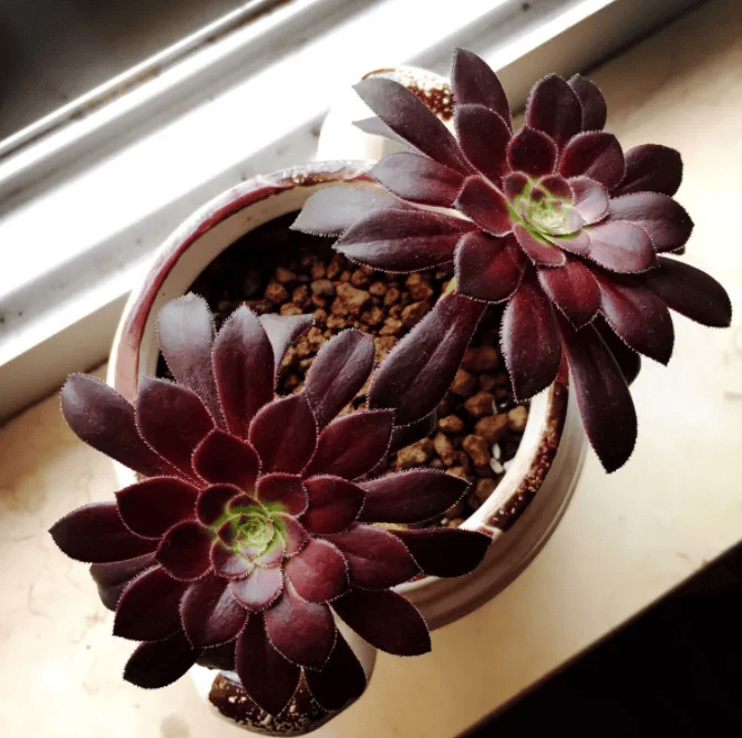 有一种多肉叫黑法师,注意这4点,养成老桩价值高_植物_水果_土壤