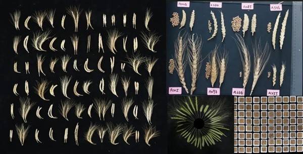 科学家找回现代小麦丢失的基因