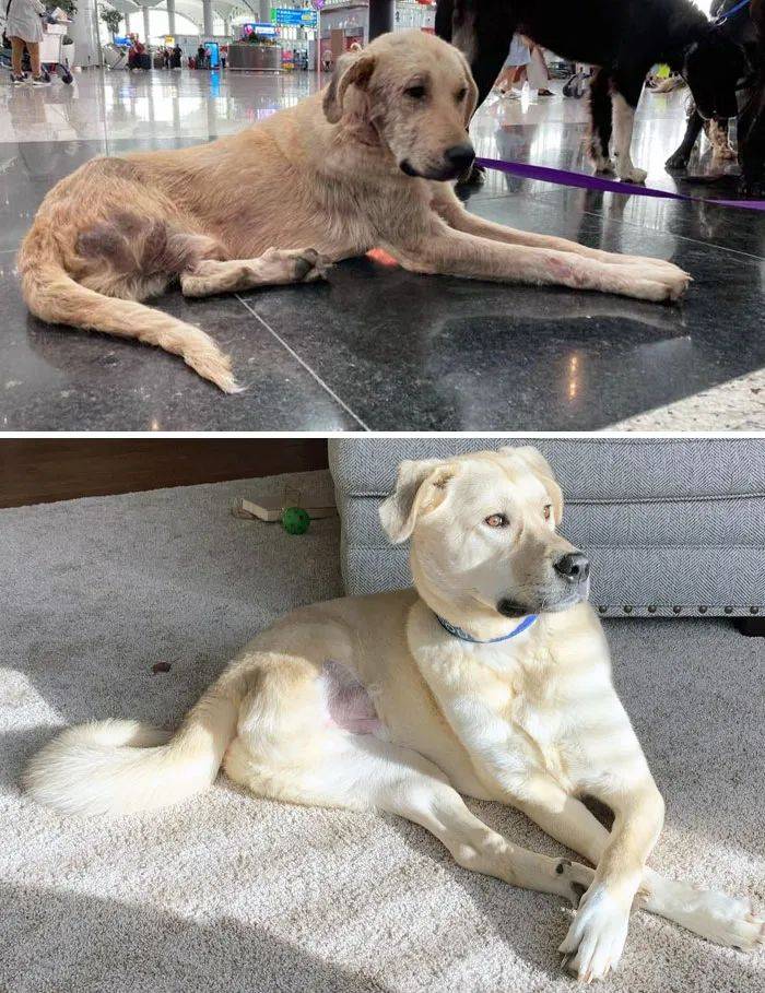 领养前vs领养后狗狗的表情变化.前后对比暖哭网友!