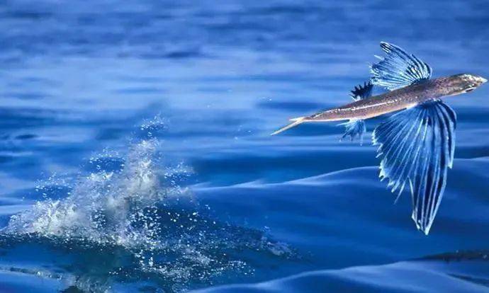 天空的海洋王者——飞鱼_飞行_捕食者_生物