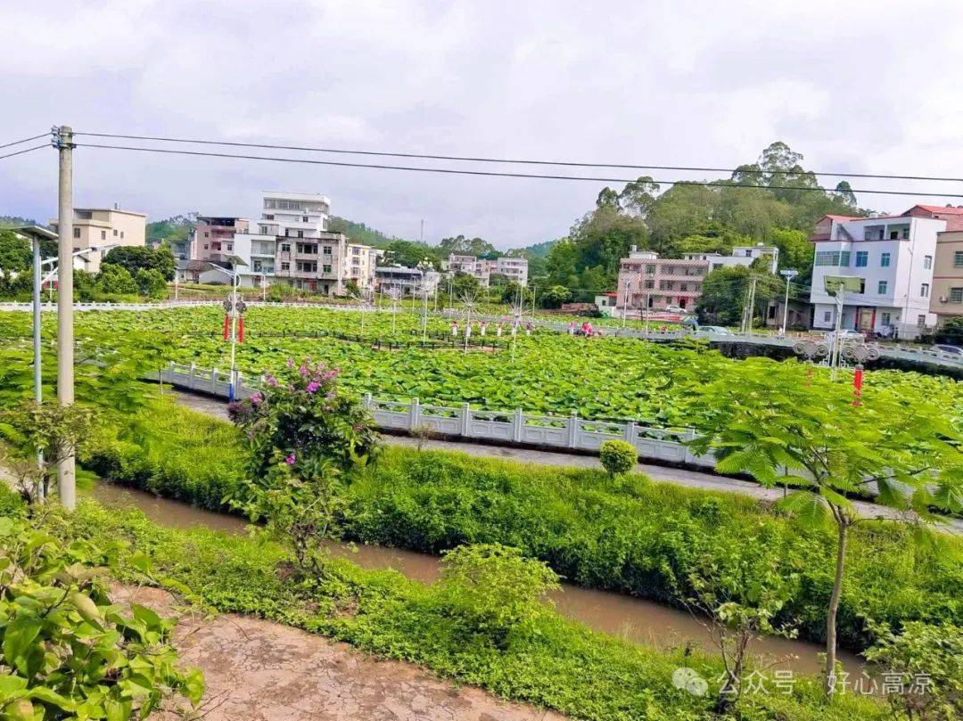 【绿美高州·美丽庭院】高州荷花:"绿美庭院"助推"绿美村庄"建设