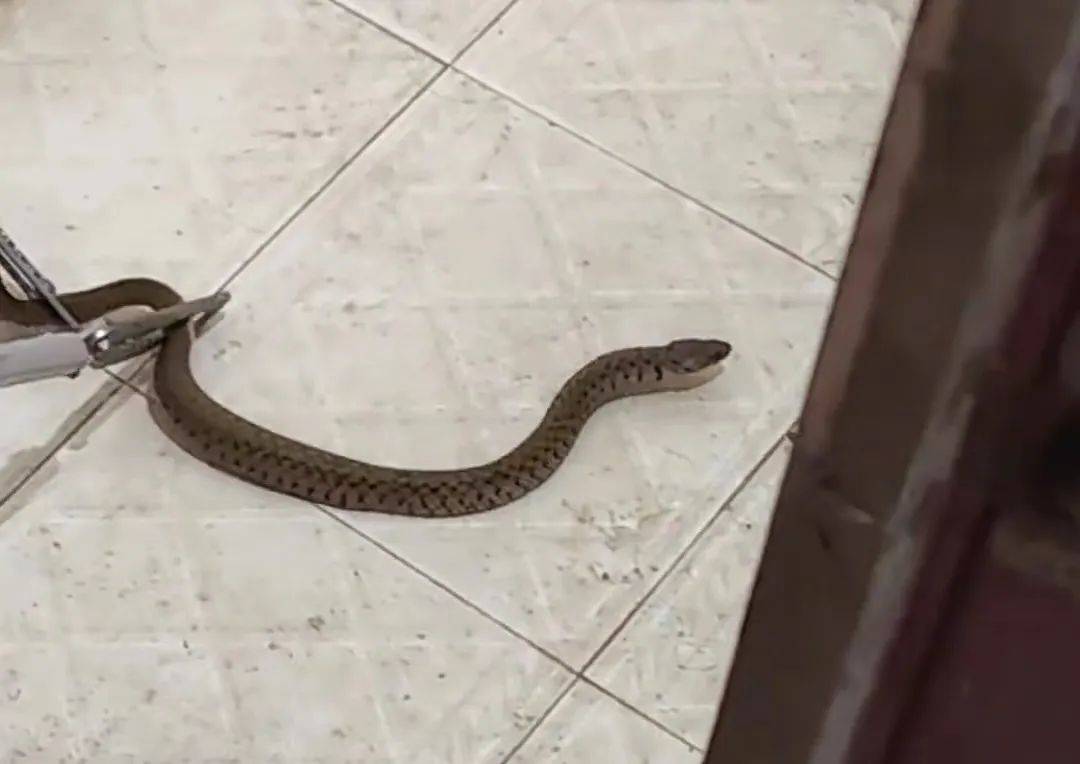 瑟瑟发抖北海一居民家中卫生间冒出一条蛇