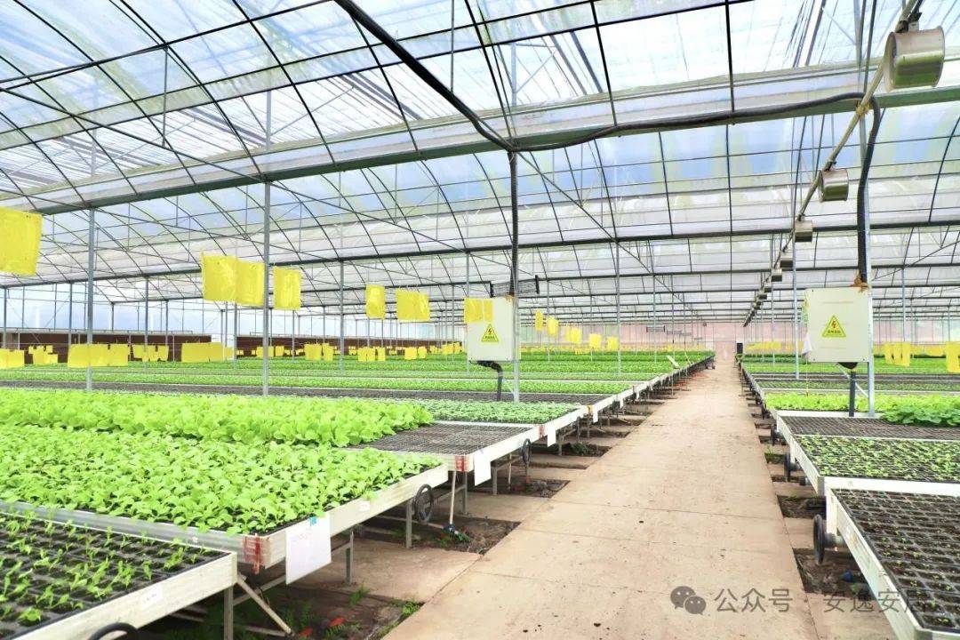 新设备 新技术|安居唱响农业现代化"进行曲"_种植_温室大棚_生态