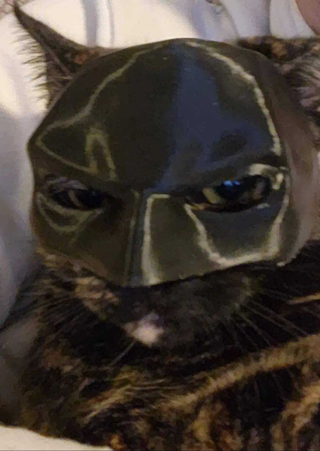 网友给小猫戴上蝙蝠侠面具后,瞬间变成冷酷咪咪!