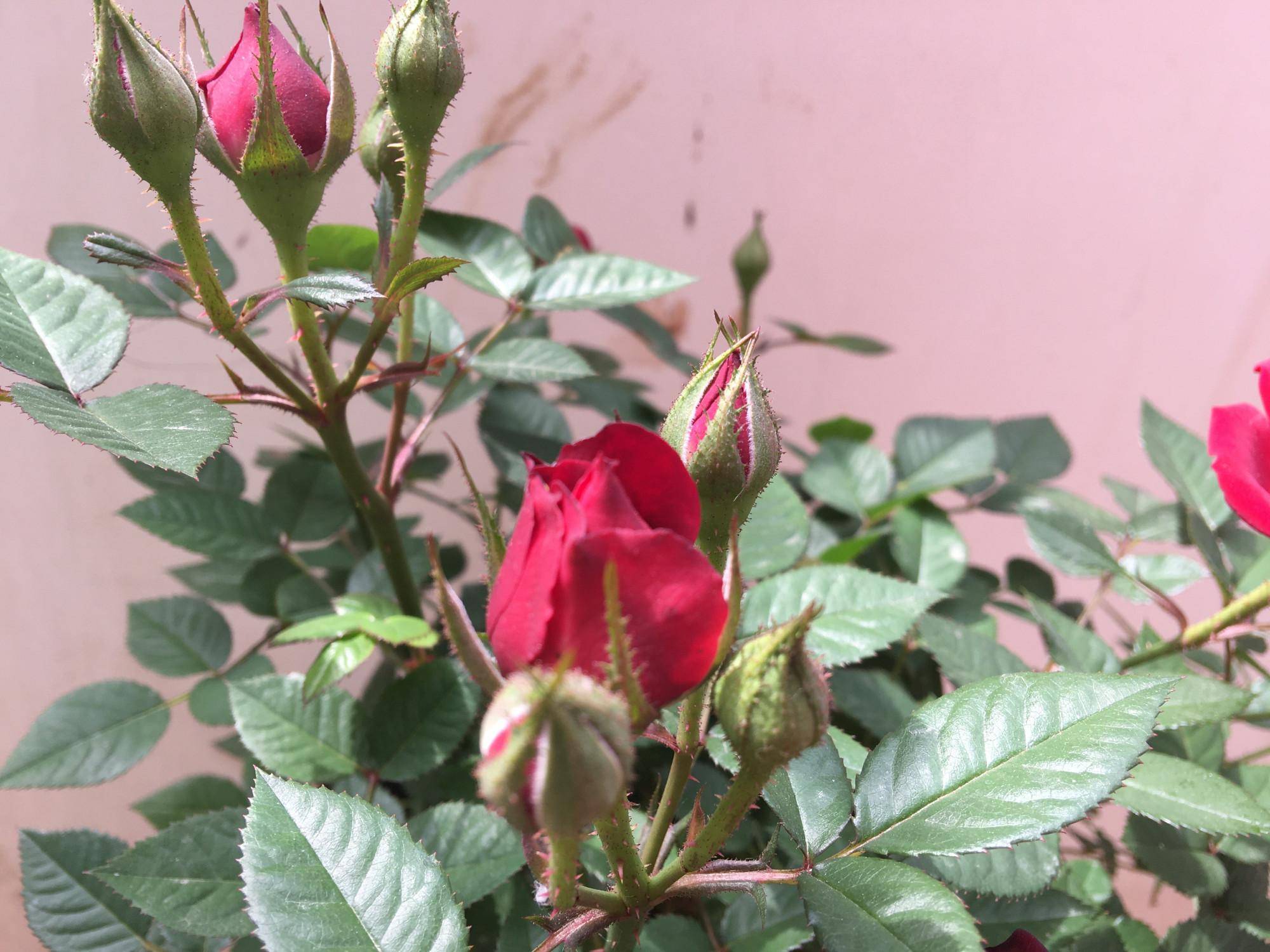 养月季,用1种肥水灌根,窜出大长笋,好多花苞,株型也漂亮