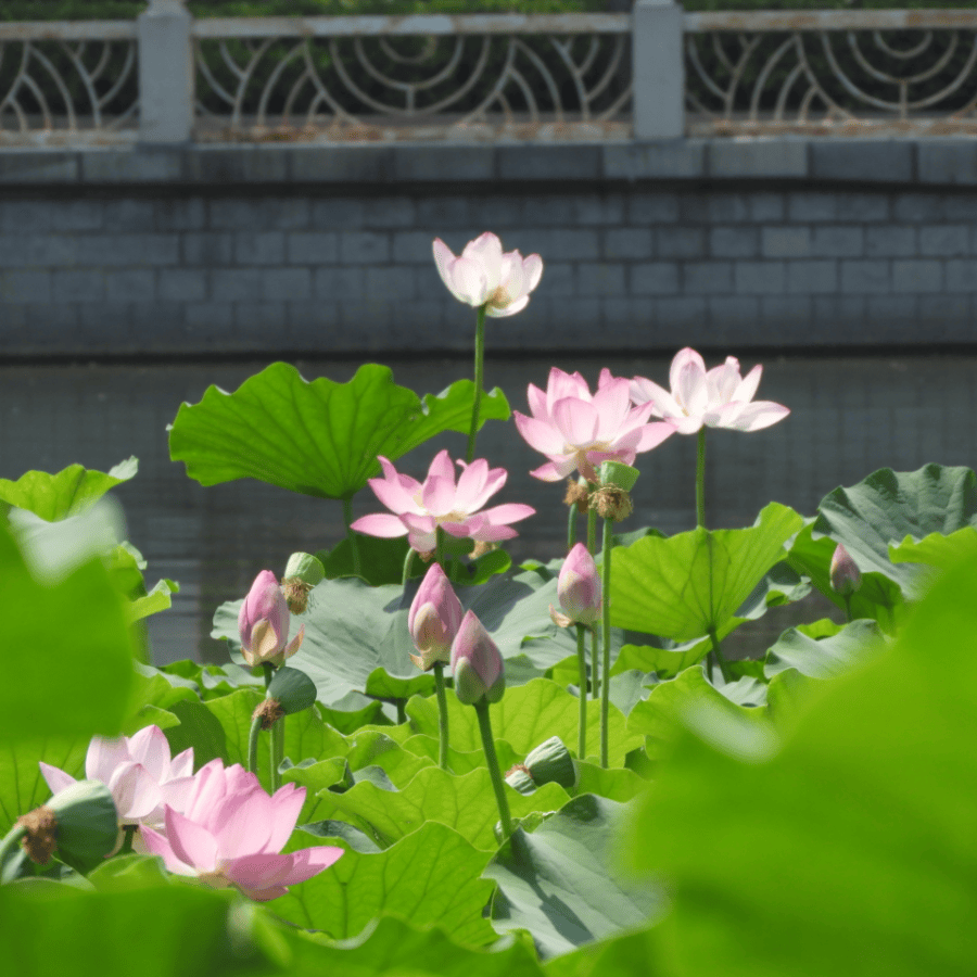 荷色生香,映现丰台生态之美——_莲花池公园_荷花_并蒂莲