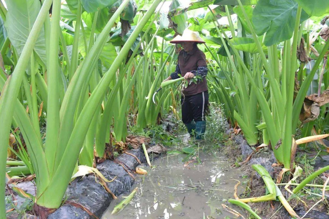 平桂区:壮大香芋产业 小芋头实现大作为_种植_发展_加工