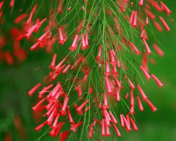 两种喜庆的花卉,适合春节养,花色鲜艳花量很大,越看越爱看