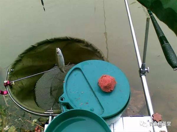 此鱼小小的身体,有一双大眼睛,钓鱼人亲切的叫它"大眼妹"