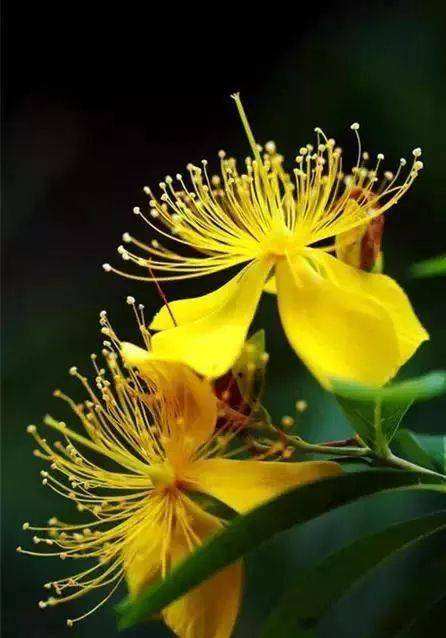 夫妻花,绝美罕见!