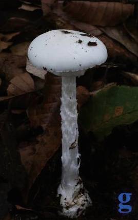 褐 鳞 环 柄 菇k :亚毒环柄菇l :毒环柄菇如有市民食用蘑菇后出现恶心