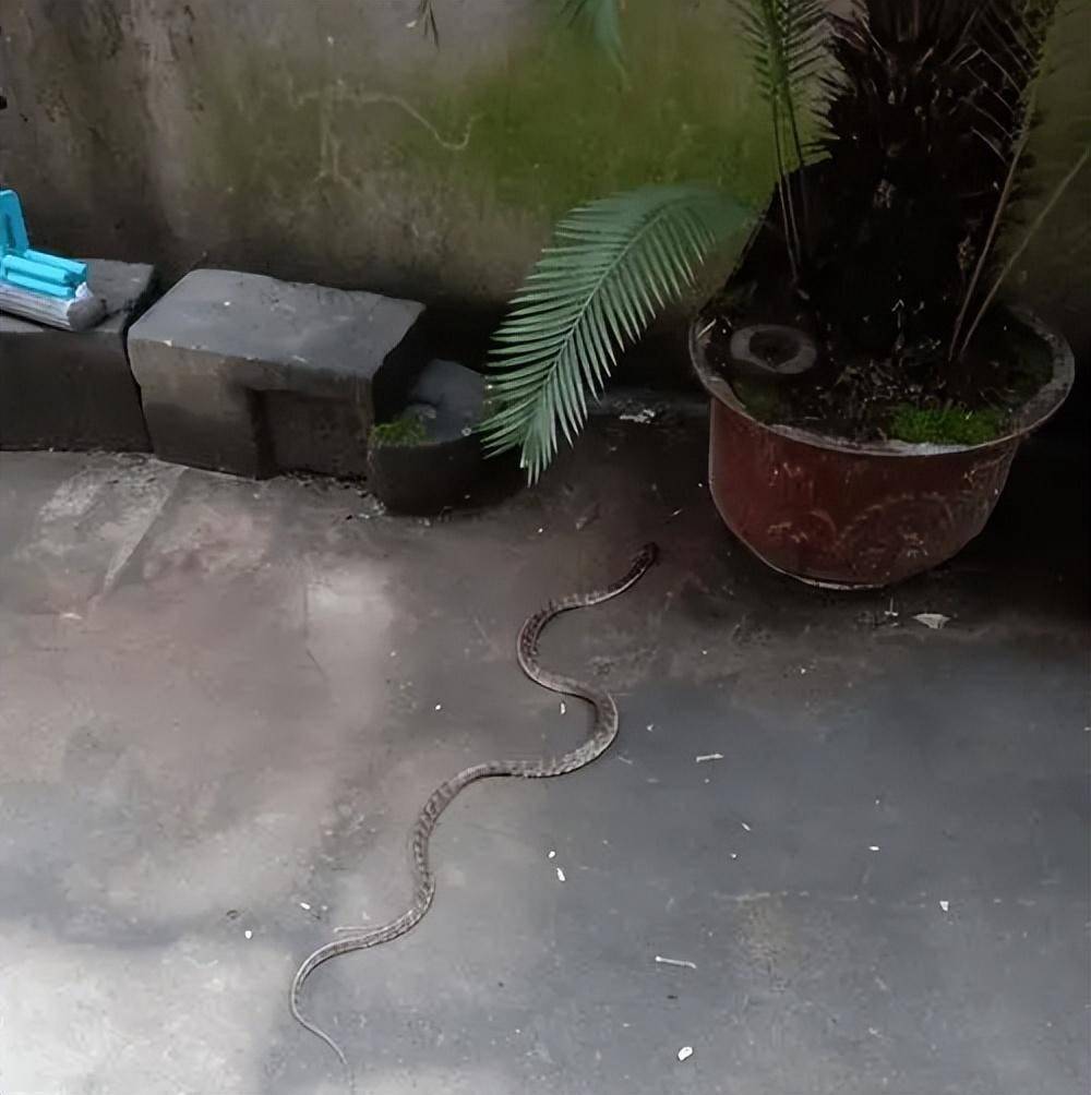 云南眼镜王蛇闯入农户家中,老太用竹竿想降服2.5米毒蛇