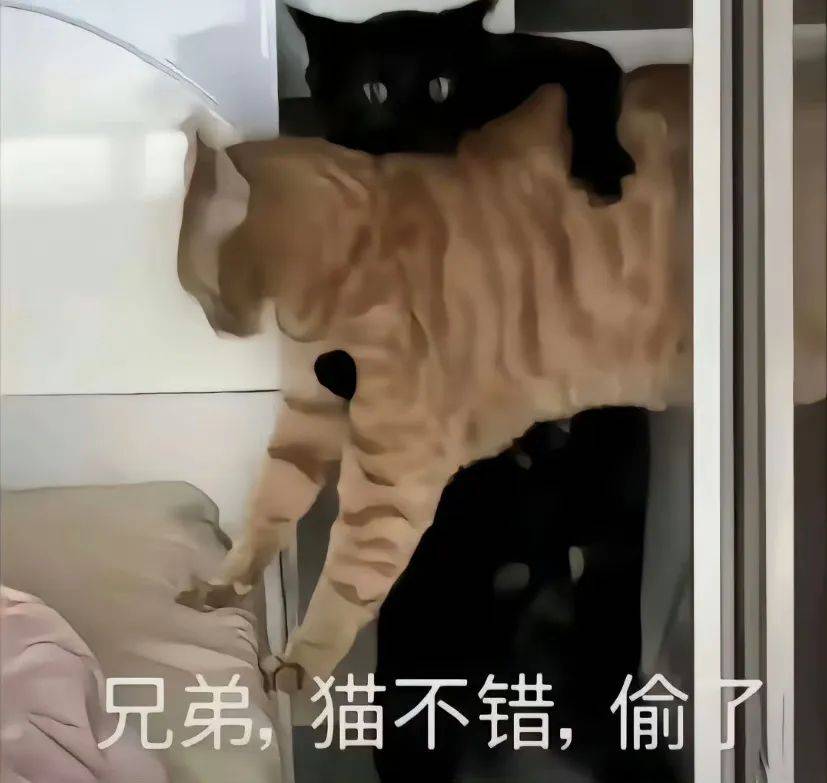 搞笑猫咪表情包