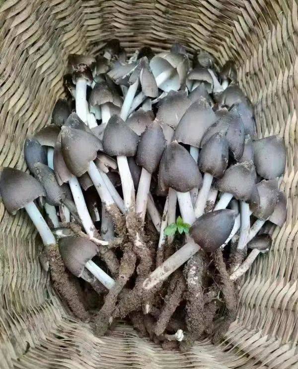 被誉为"菌中之王"的野生鸡枞菌稀少且珍贵,对生长环境要求相对较高
