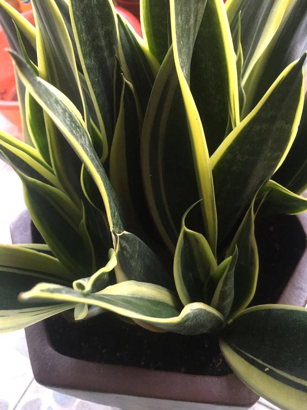 虎皮兰有哪些种类?这8种,一定有你养的一种,养好它们只需一招