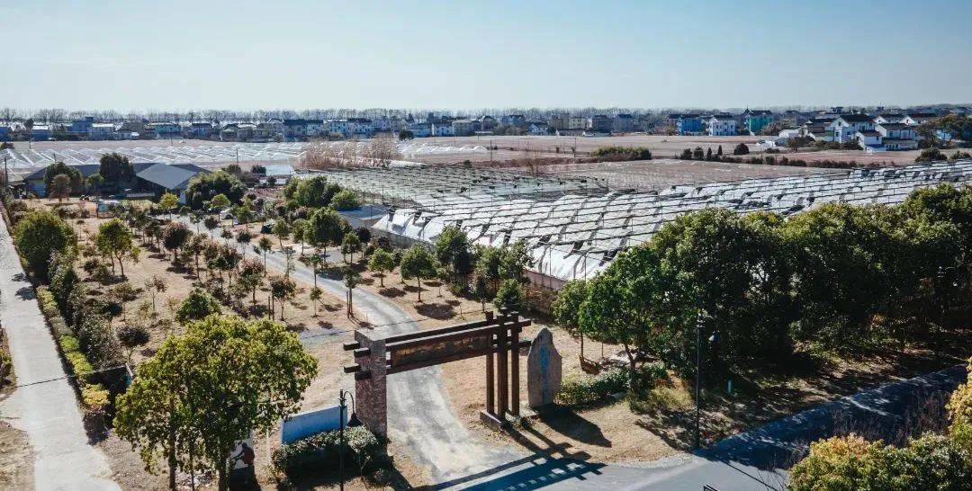 一年近900万元!海宁唯一大规模种植