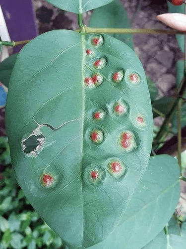 危害症状刺桐姬小蜂属植食性昆虫,繁殖能力强,生活周