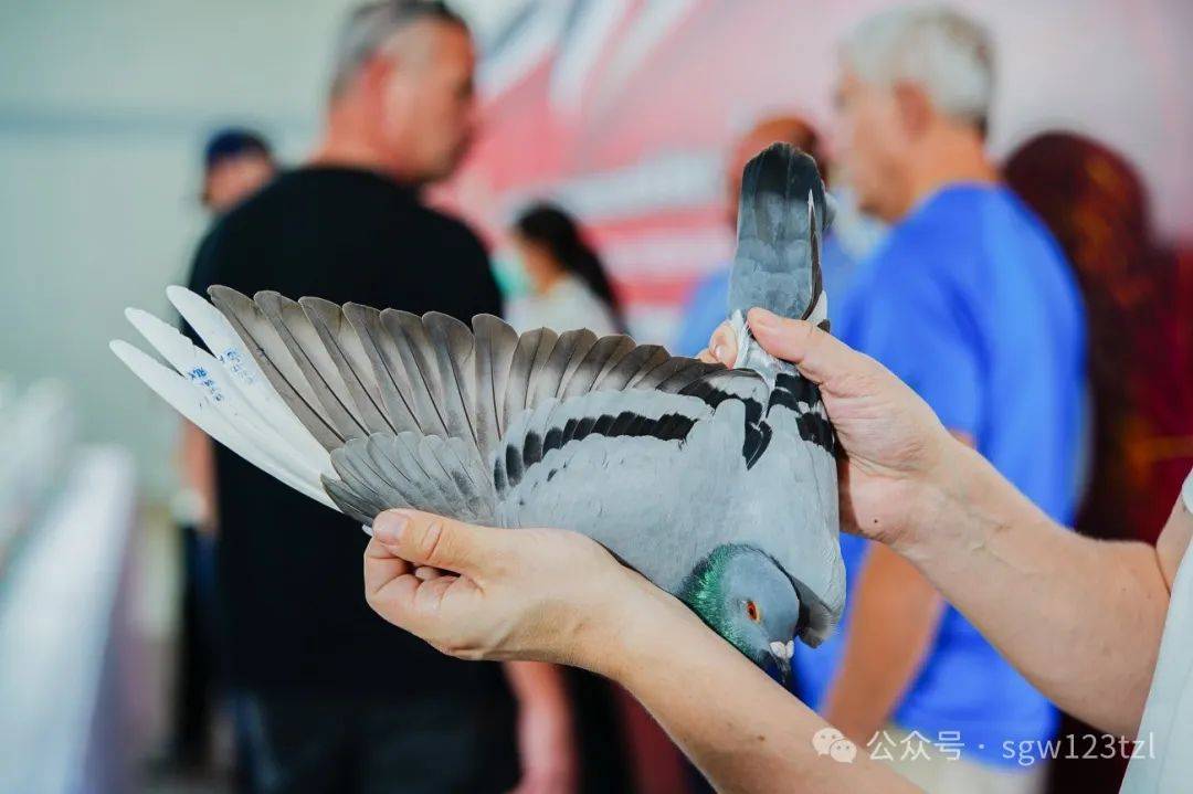 甘纳斯-再次证明世界"公棚赛专家"