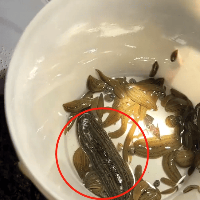 最贵卖到2700元/斤,有人直呼"童年阴影"_蚂蟥_杭州_网友